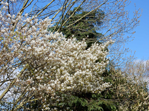 Amelanchier lamarckii