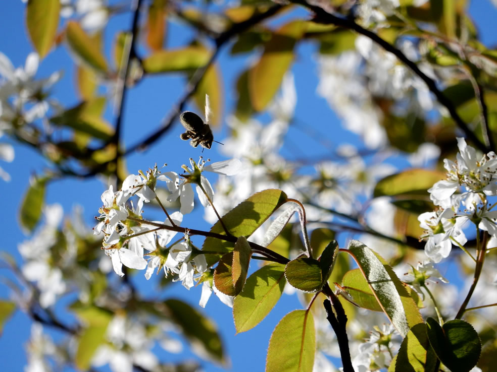 Amelanchier lamarckii