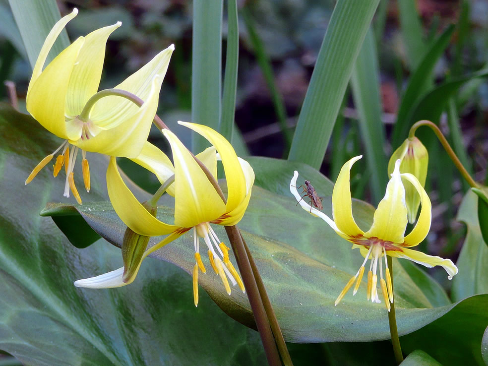 Erythronium Pagoda