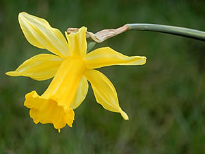 Narcissus Peeping Tom
