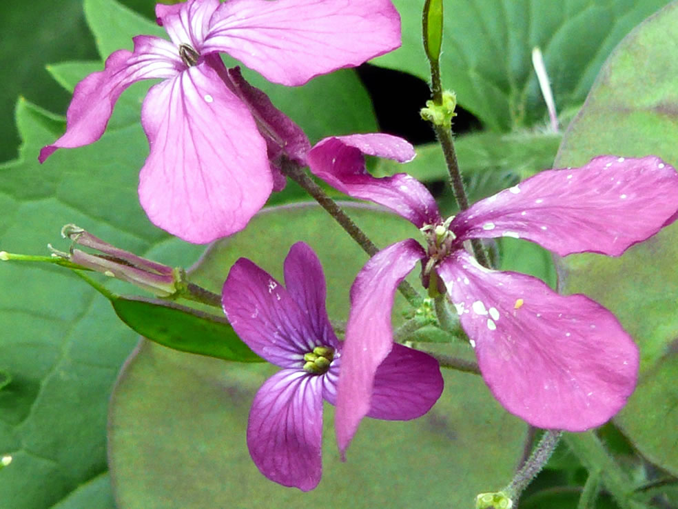 Lunaria annua