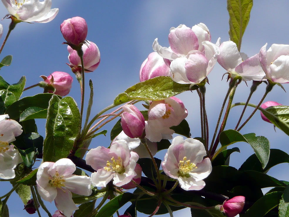 Malus Professor Sprenger