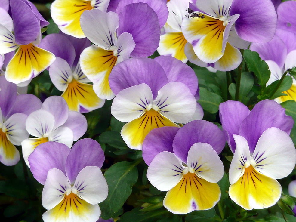 Viola tricolor (Driekleurig viooltje)