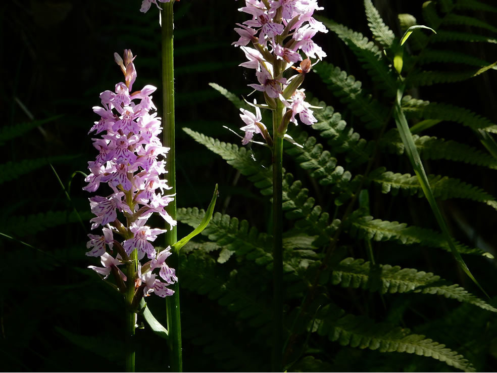 Dactylorhiza maculata