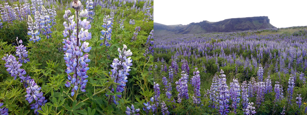 Lupinus nootkatensis