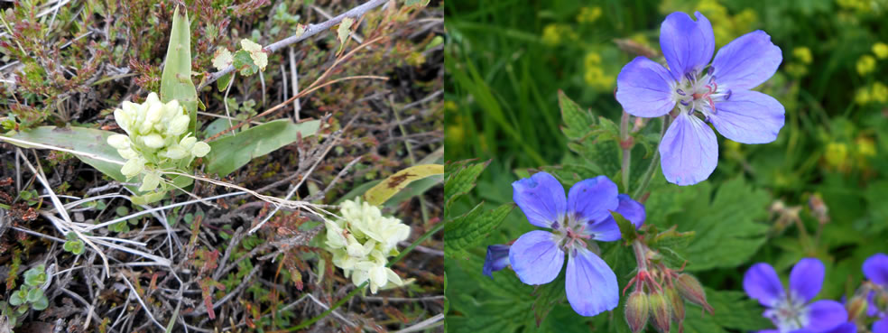 Platanthera hyperborea (Noordse nachtorchis) en Geranium sylvaticum