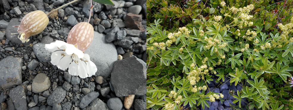 Silene uniflora en Alchemilla alpina