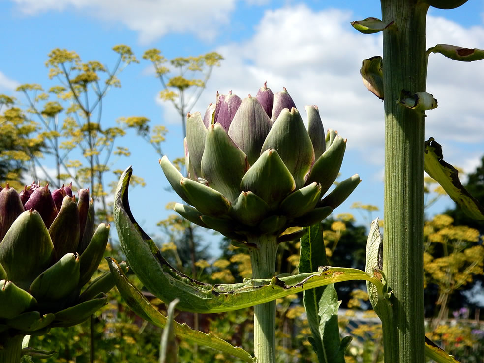 Cardunculus cynara var. scolymus (Artisjok)