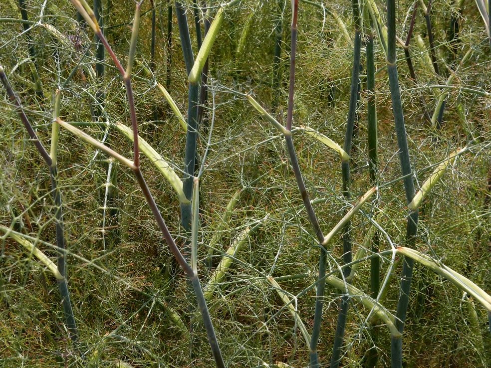 Foeniculum vulgare (venkel)