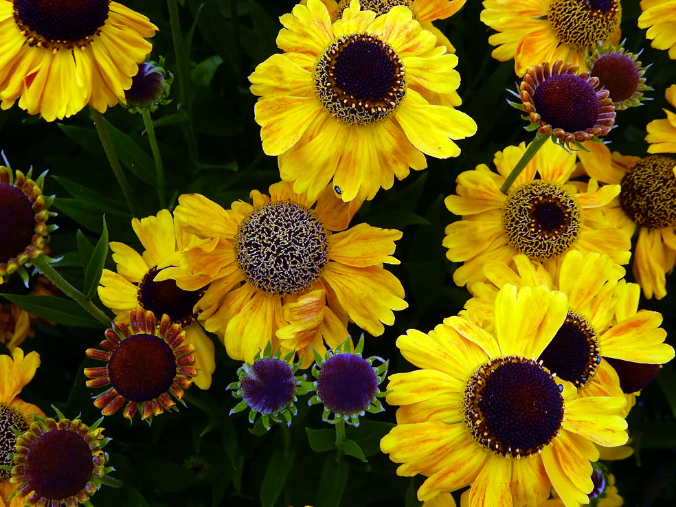 Helenium