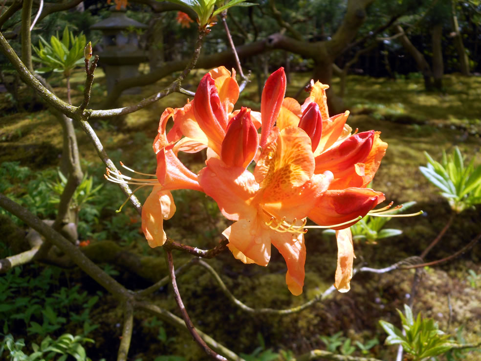 Azalea Japanse tuin Clingendael