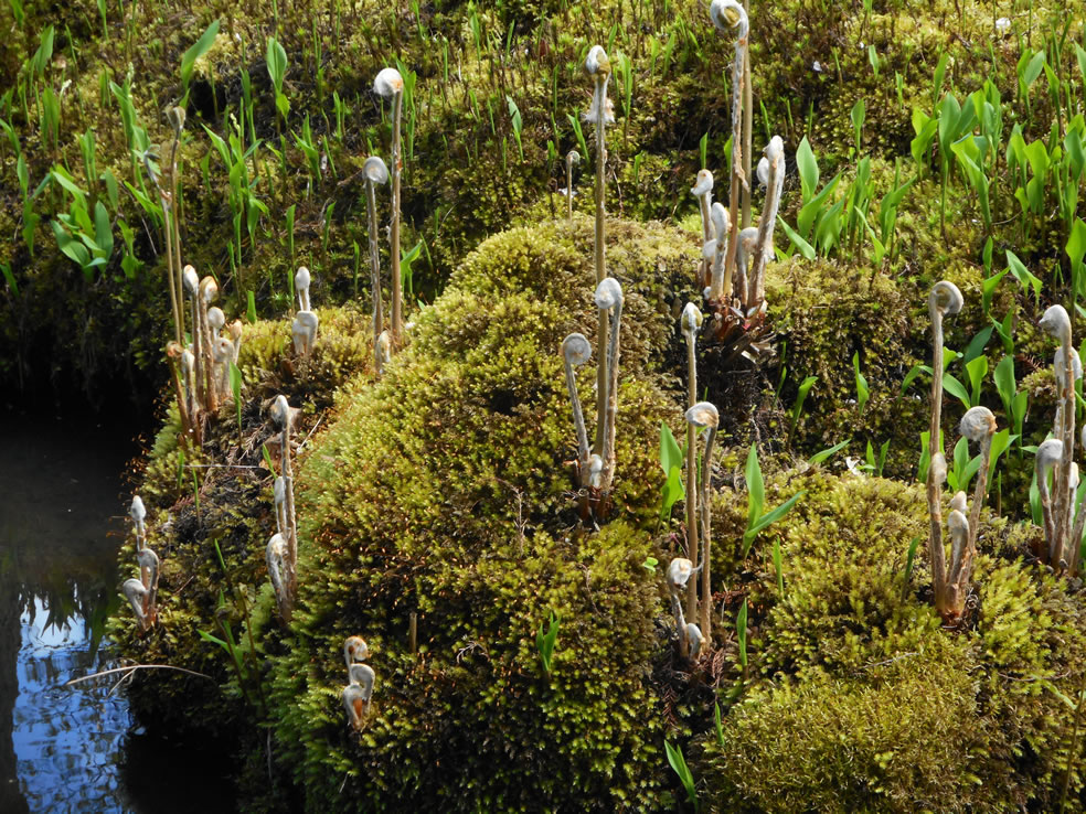 Mossen en varens Japanse tuin Clingendael