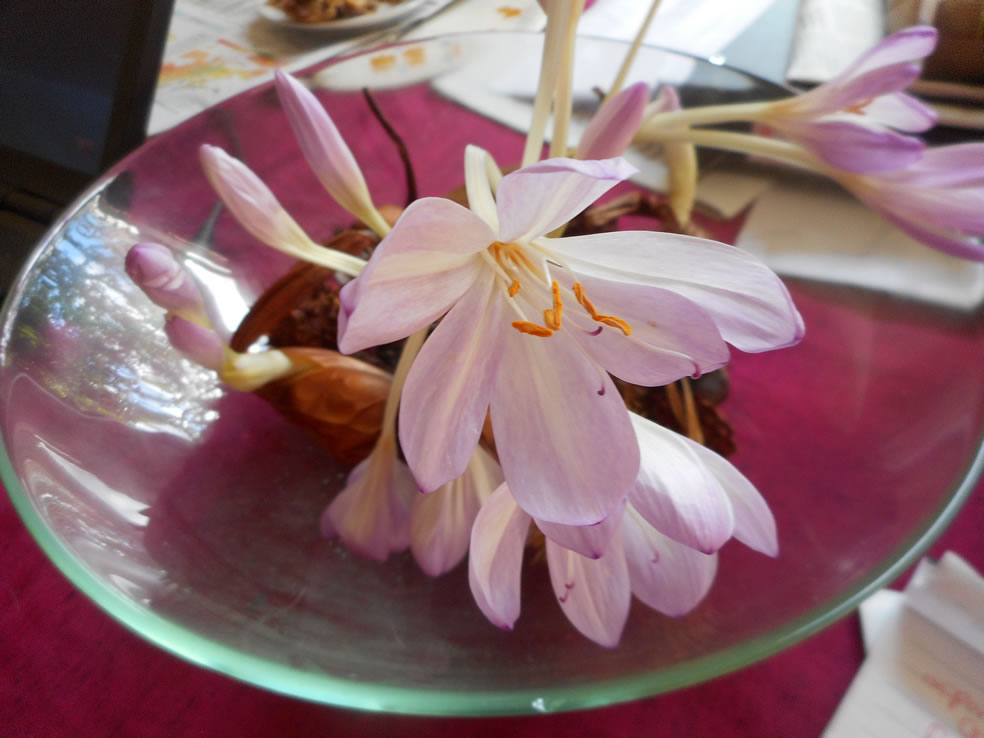 Colchicum x byzantinum (Herftsttijloos)