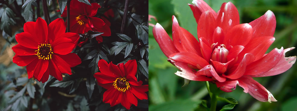 Dahlia Bishop of Llandaff en Nagano