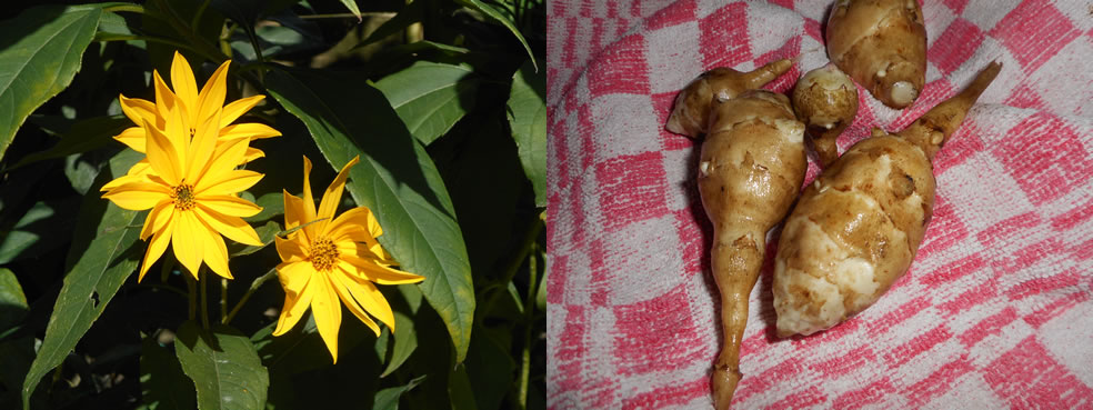 Helianthus tuberosus (Aardpeer)