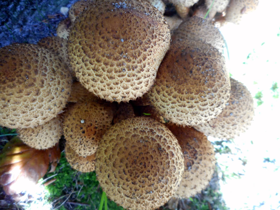 Schubbige bundelzwam