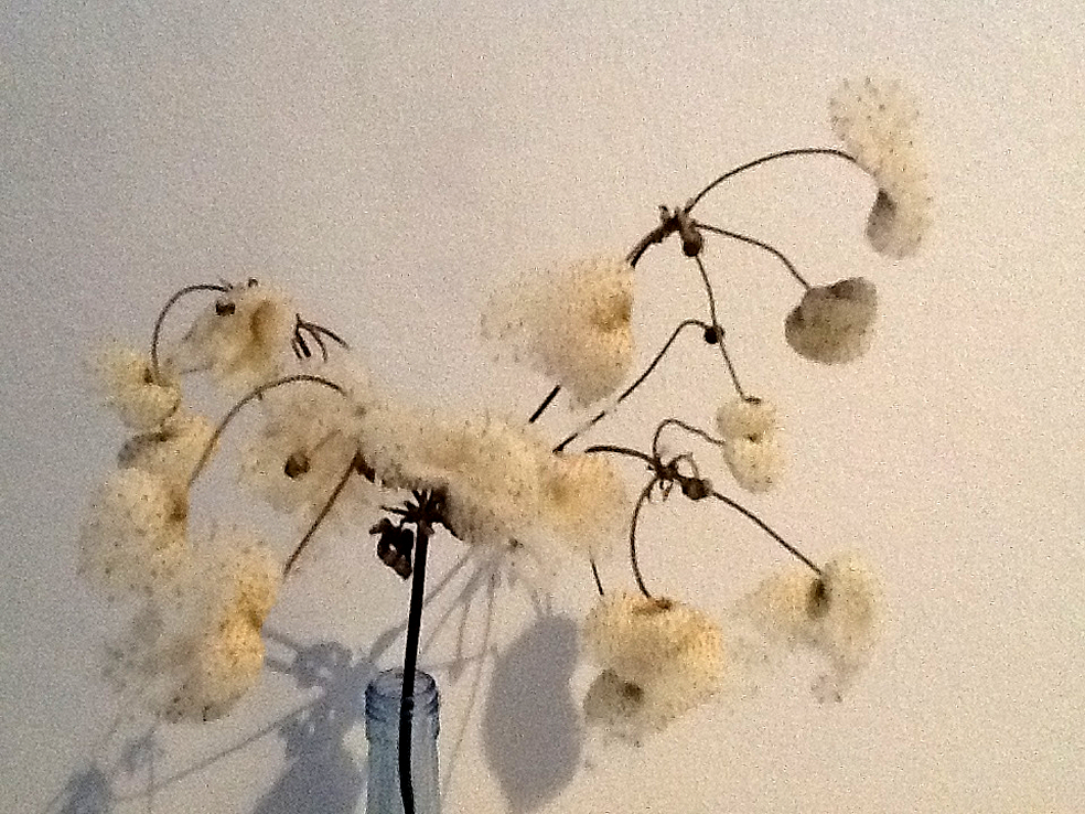 Anemone hybrida - herfstanemoon