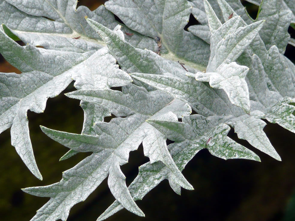 Cynara cardunculus var. scolymos (Artisjok)