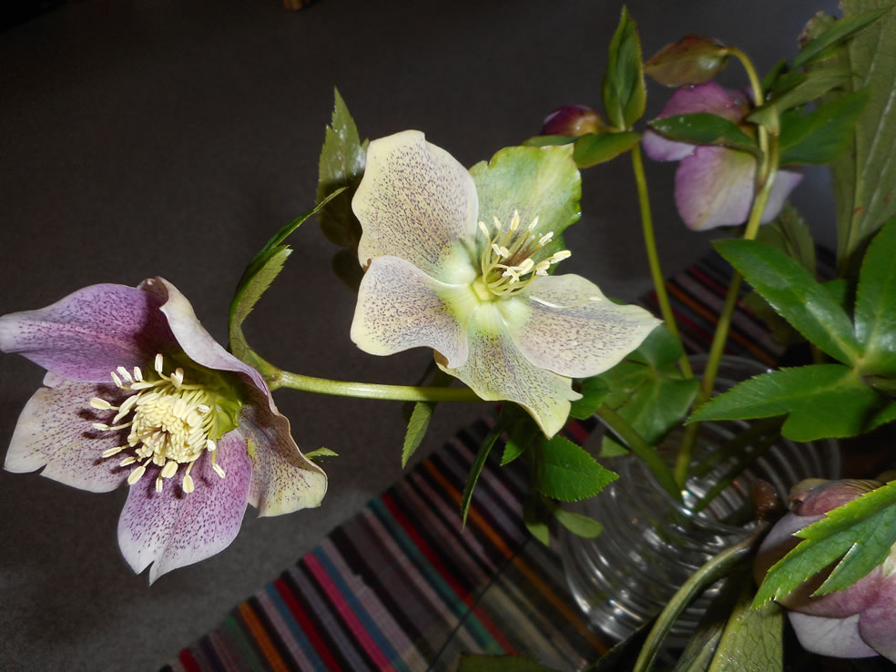 Oosterse kerstroos (Helleborus orientalis)