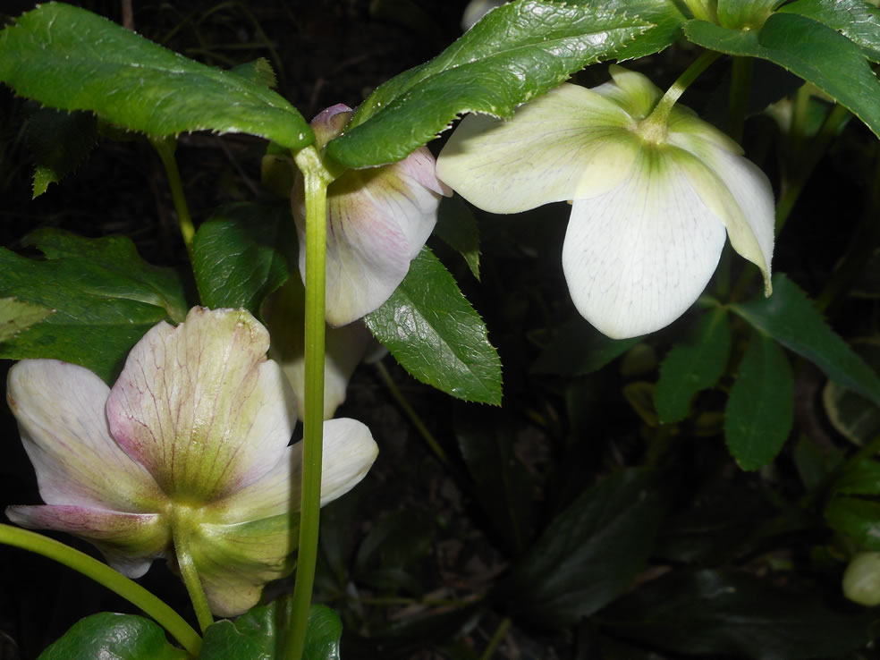 Oosterse kerstroos (Helleborus orientalis)
