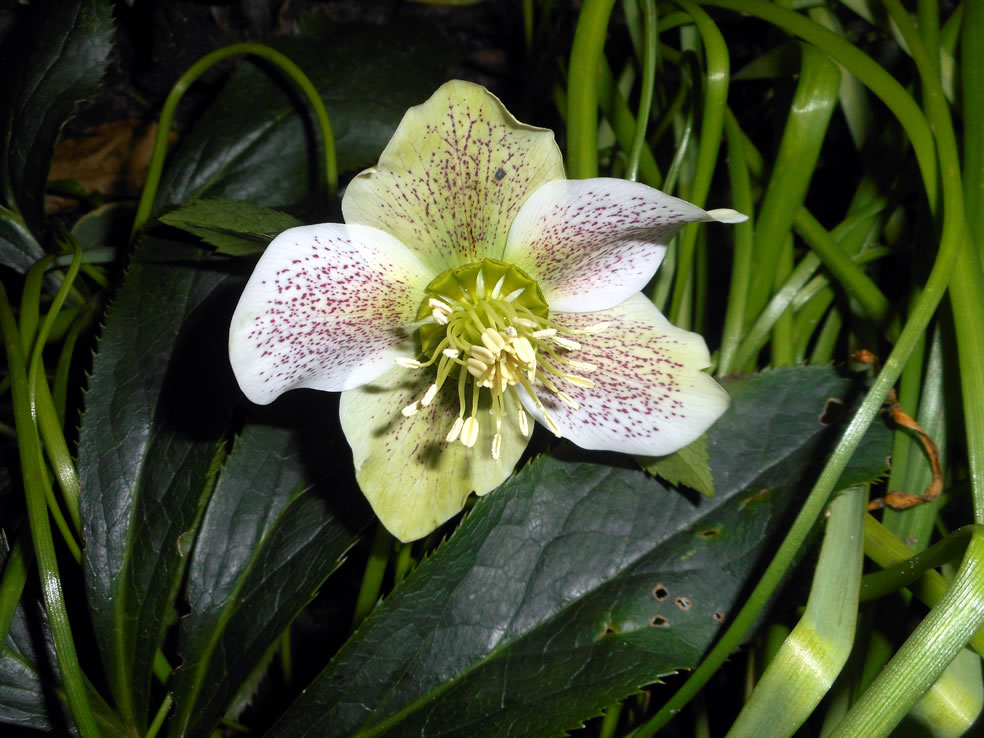 Oosterse kerstroos (Helleborus orientalis)