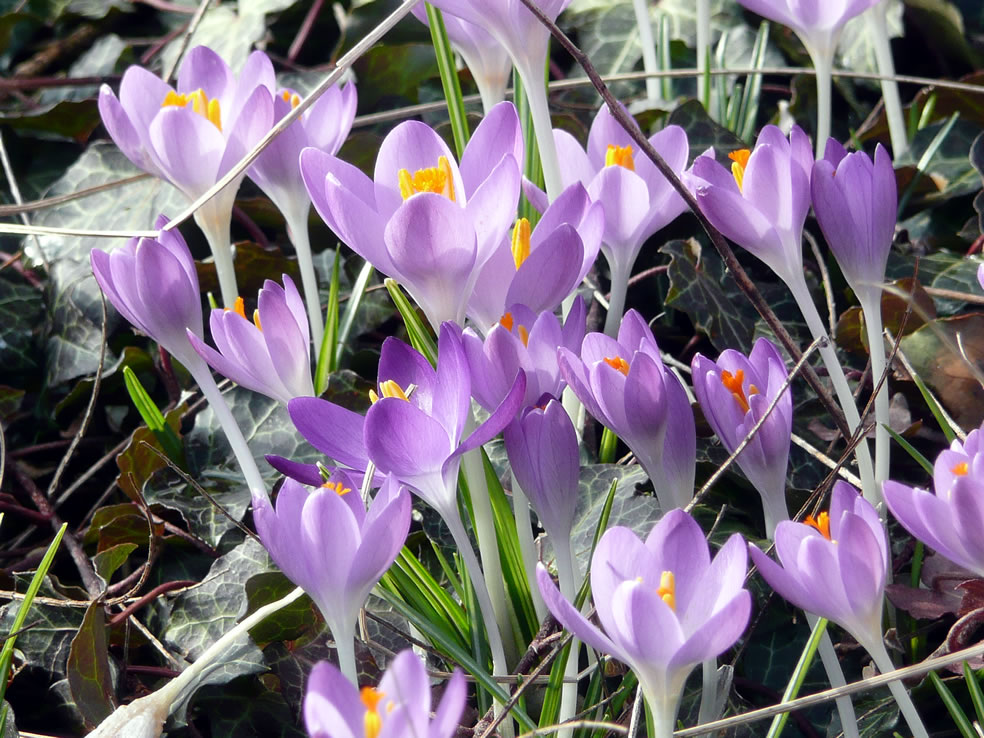 Crocus tommasinianus (Boerenkrokus)