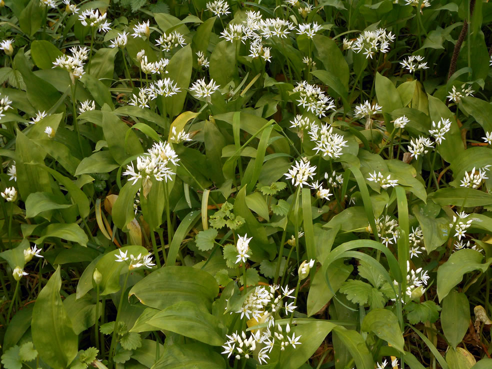 Allium ursinum (Daslook)