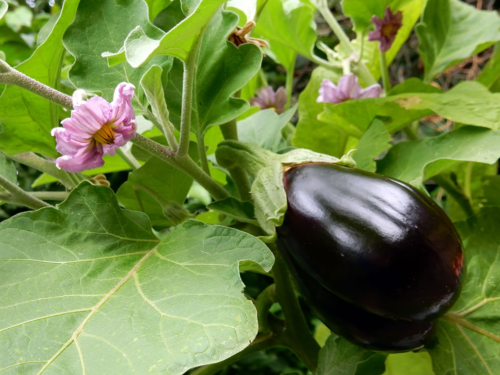 Solanum melongena (Aubergine)