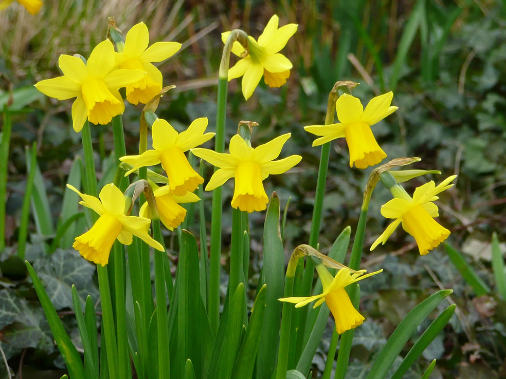 Narcissus 'Tête-a-tête' (Cyclaamnarcis)