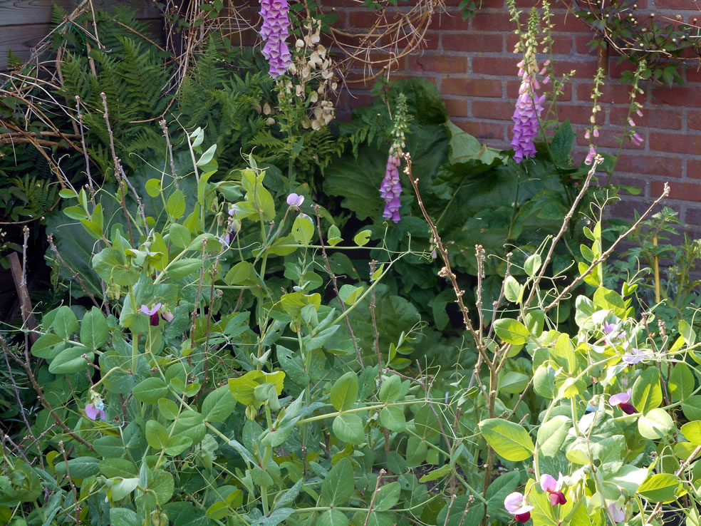 Pisum sativum var. saccharatum (peultjes)