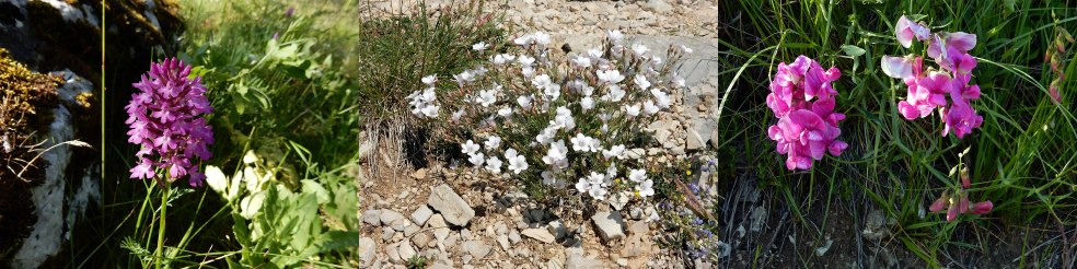 Planten uit de Gorges du Verdon