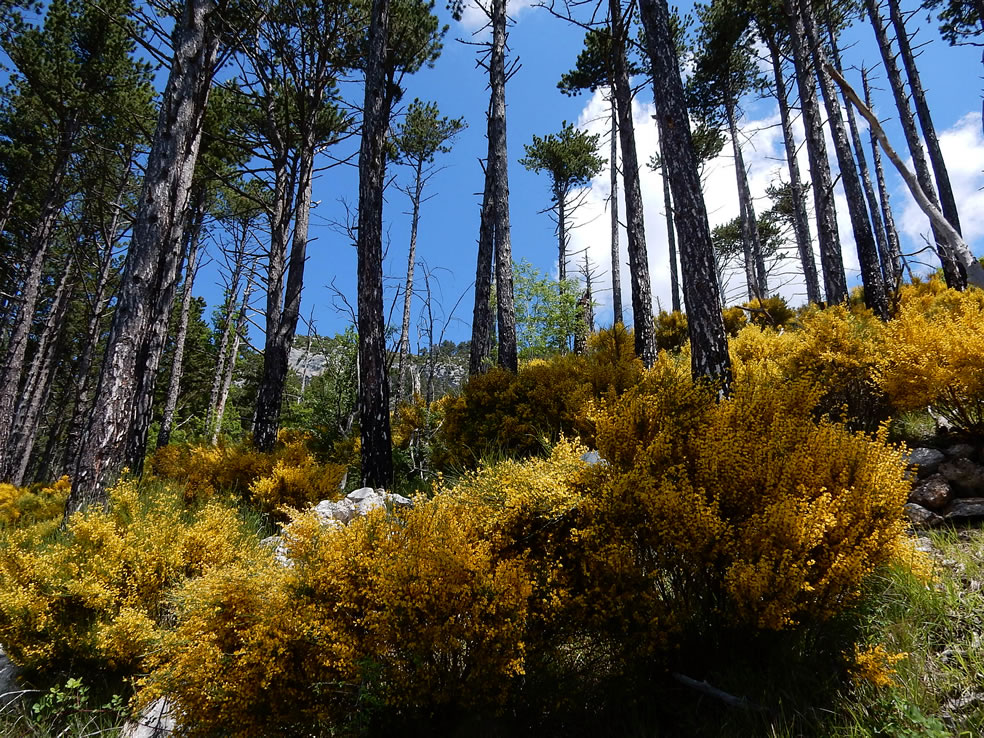 Gaspeldoorn in Gorges du Verdon