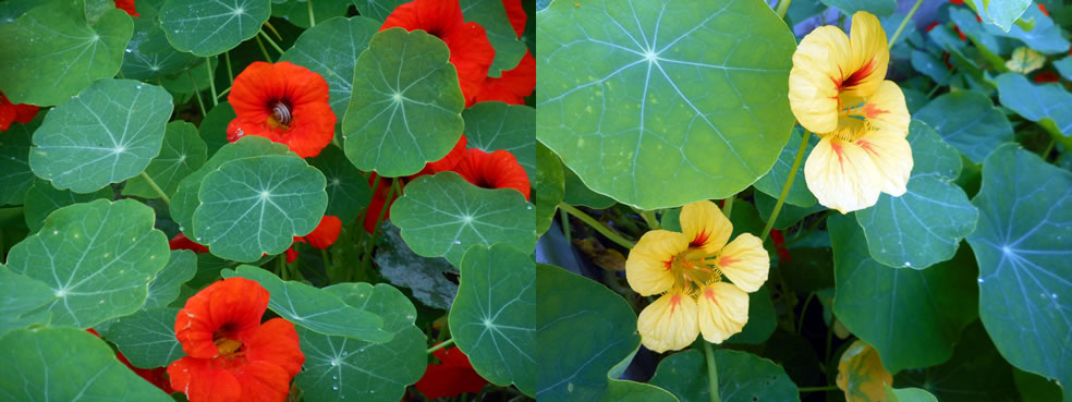 rmajus (Oost-Indische kers)