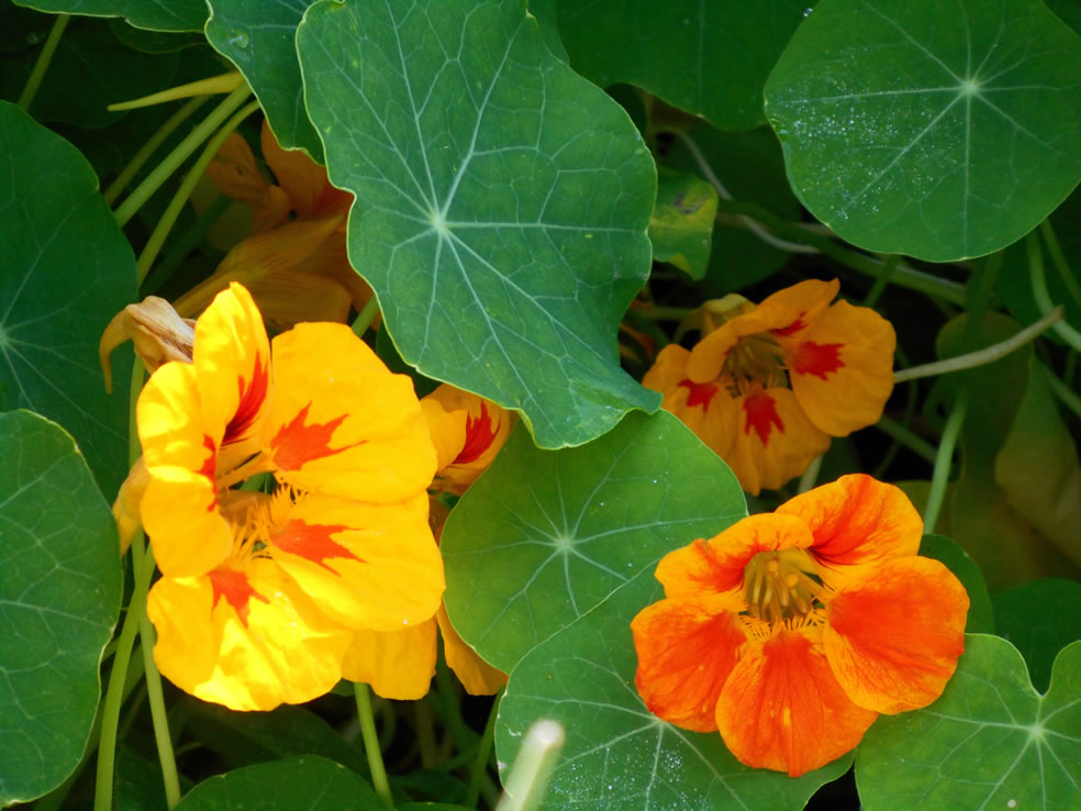 Tropaeolum majus (Oost-Indische kers)