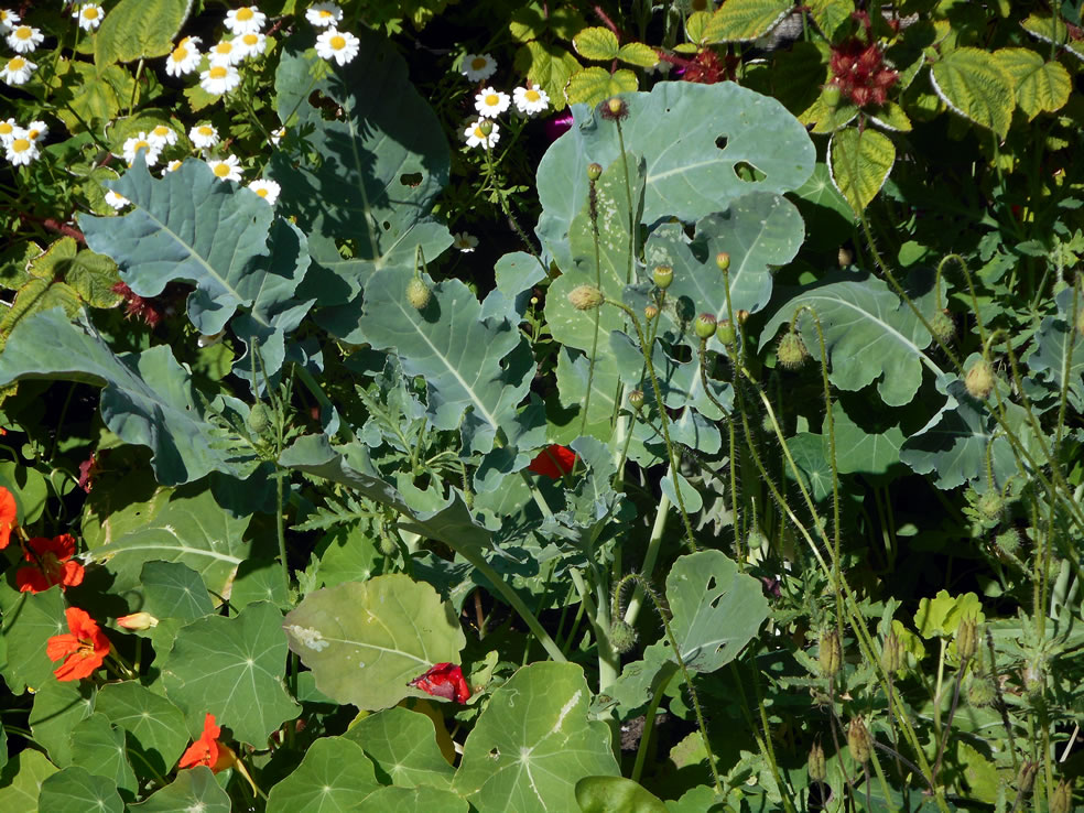 Tropaeolum majus (Oost-Indische kers)