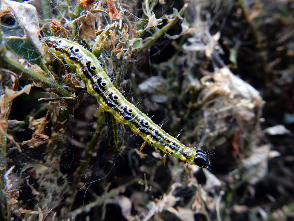 buxus rups, Cydalima perspectalis