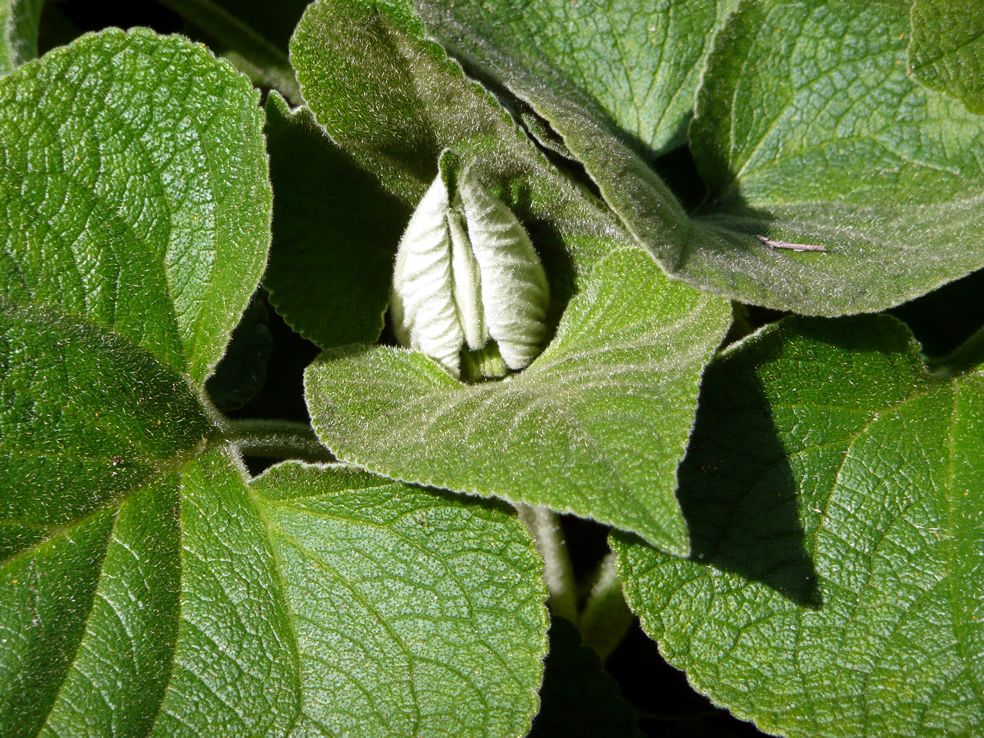 Phlomis russeliana (Brandkruid)