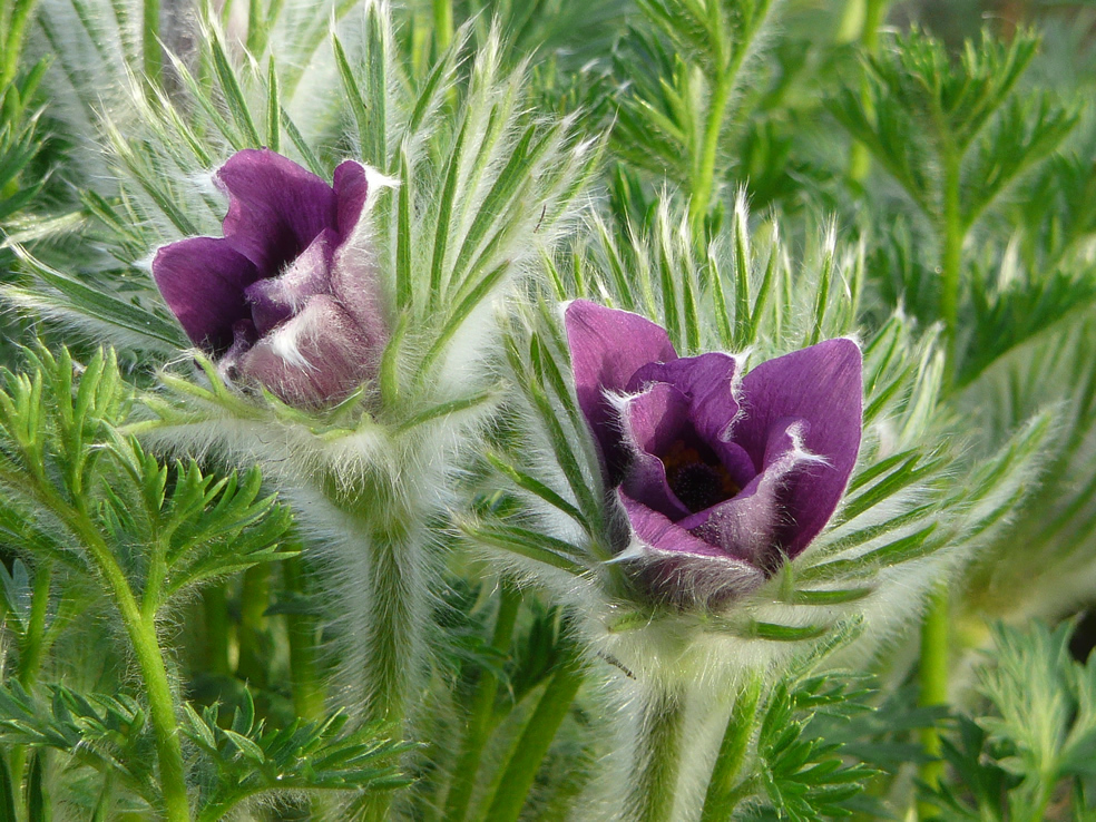 Pulsatilla vulgaris - Wildemanskruid