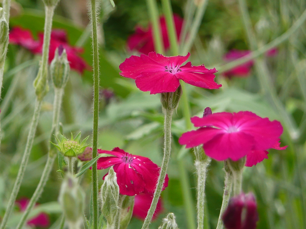 Lychnis coronaria (Prikneus)