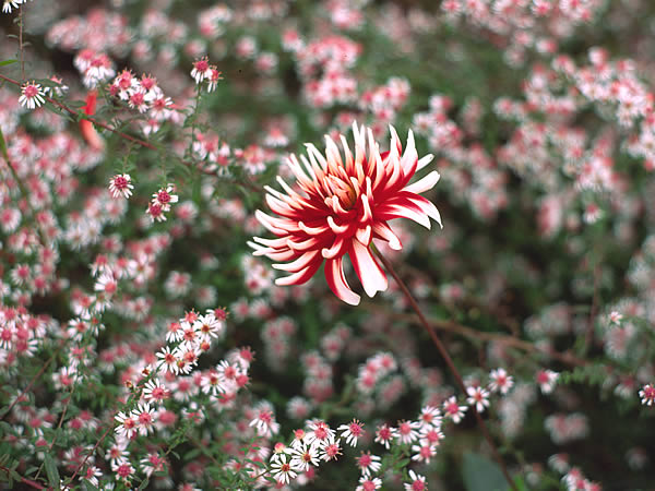 Aster lateriflorus 'Horizontalis'