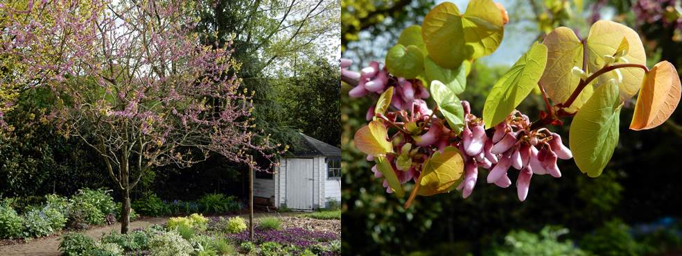 Judasboom (Cercis siliquastrum)