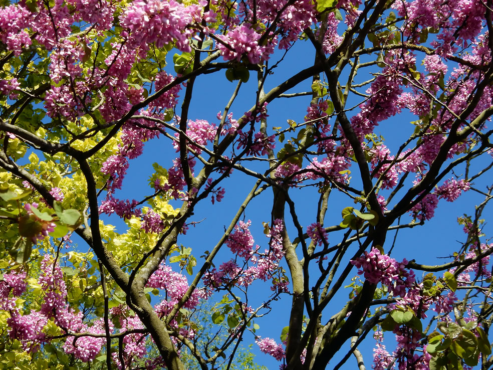 Cercis siliquastrum (Judasboom)