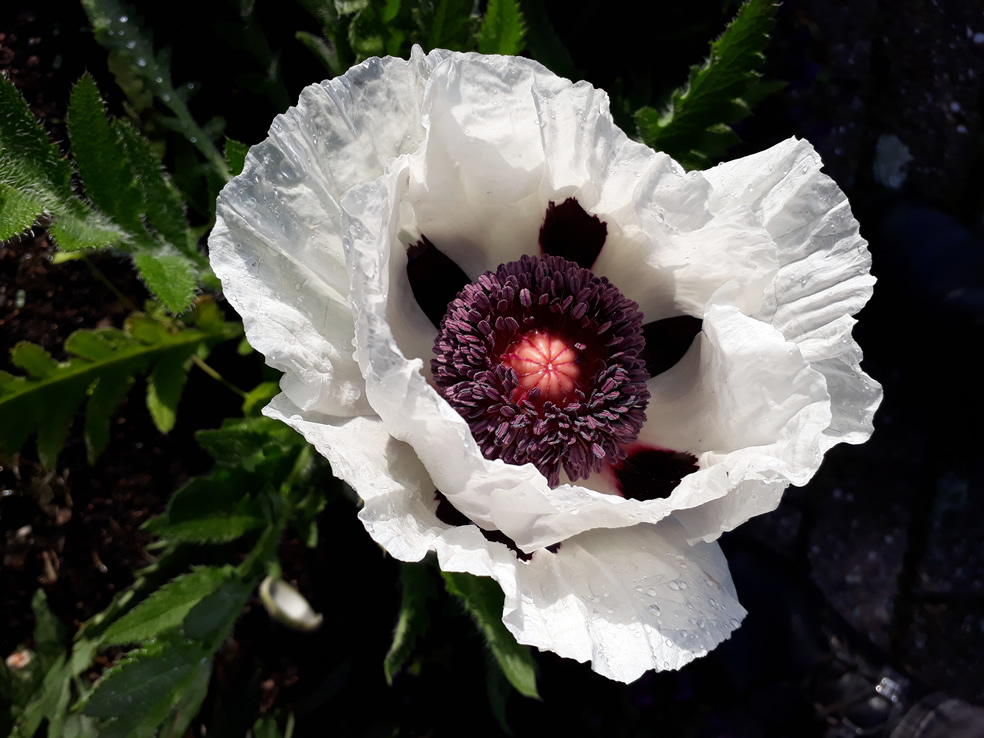 Papaver orientale 'Perry's White' (Oosterse klaproos)
