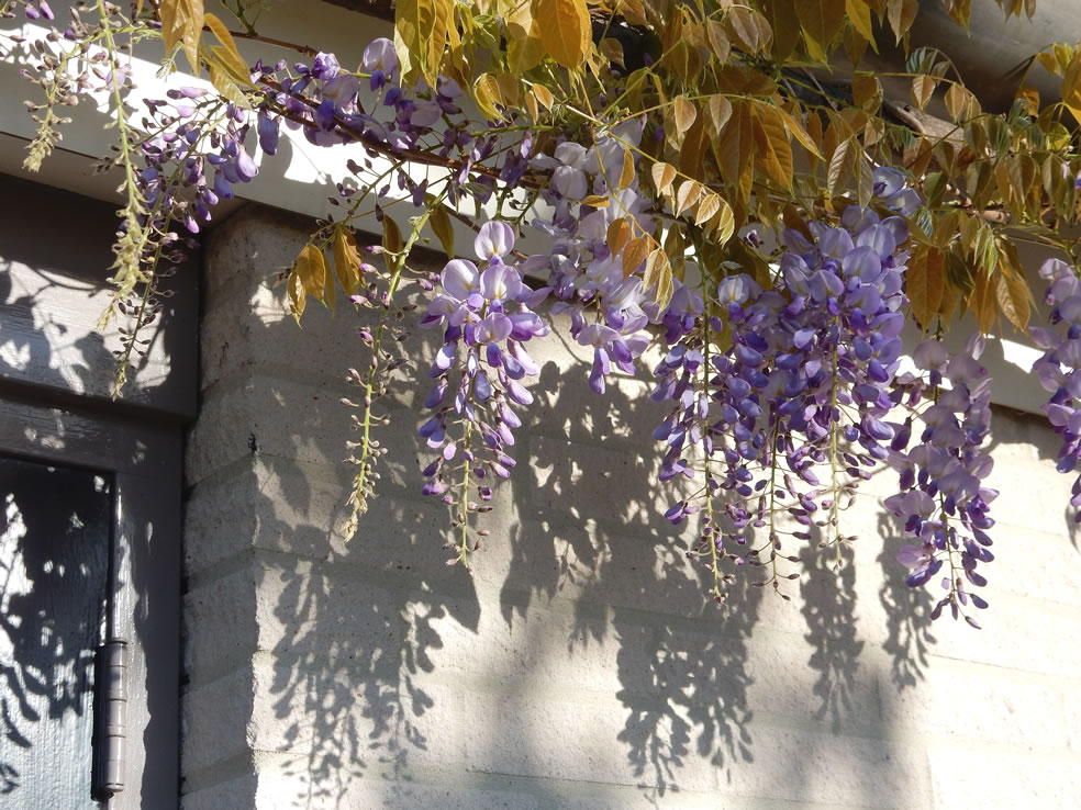 Wisteria sinensis 'Prolific' (Blauwe regen)