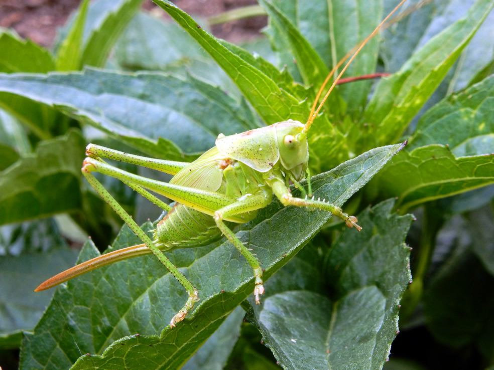 Zuidelijke boomsprinkhaan (Meconema meridionale)