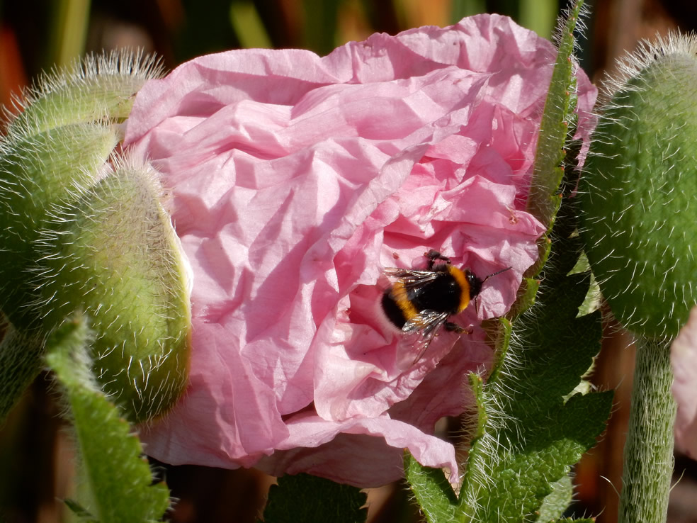 Papaver orientale 'Mrs. Perry' (Oosterse klaproos)